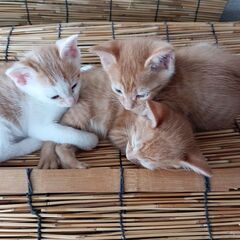 里親様が見つかりました。（トラ子猫）