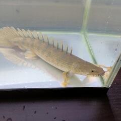 楽天市場】ポリプテルス アンソルギー（熱帯魚・アクアリウム