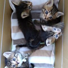 生後4週程度　キジトラ兄弟　里親さん募集しています🐈②