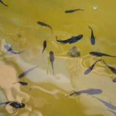 オロチメダカ 長岡京　久貝の画像