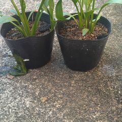 オロチメダカ 長岡京　久貝の画像