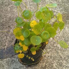 オロチメダカ 長岡京　久貝の画像