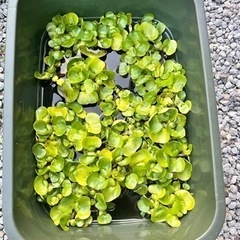 水草 ホテイアオイ 