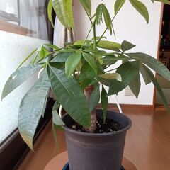 【予約者あり】観葉植物　パキラの画像