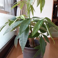 【予約者あり】観葉植物　パキラの画像