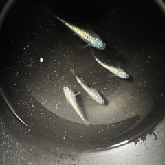 メダカ【ネプチューン】幼魚〜　上物　②ペア(種親は筑紫メダカ様よ...