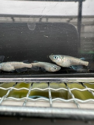 【LAめだか】ネプチューン　トリオ　現物 雌1雄2作出者サバンナ様《種親はみにゃメダカ様から購入》メダカ　④