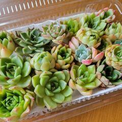 多肉植物　カット苗　寄せ植えなどに
