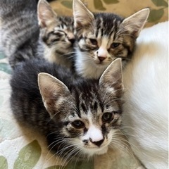 キジトラ３匹子猫