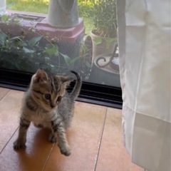 子猫