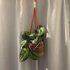 観葉植物/スキンダプサス