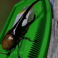 昆虫くじ500円【小学生300円】の画像