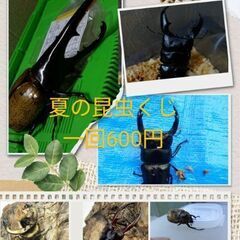 昆虫くじ500円【小学生300円】の画像