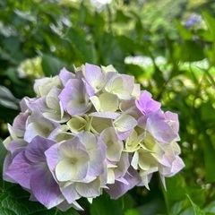 学べる＆繋がれる😊カウンセラーになりたい人のためのコミュニティ🌼