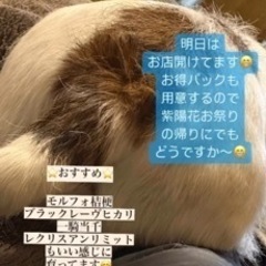 メダカ