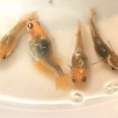 竜章鳳姿🐉ダルマ💖2ペア