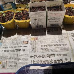 ミニトマト30㎝苗３種類