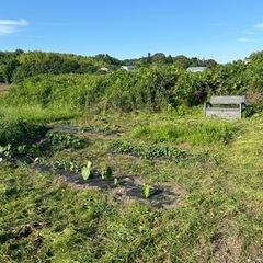 （再募集）家庭菜園を作りたい方いませんか？完全無料！年齢問わずです
