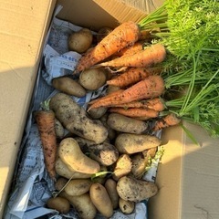 （再募集）家庭菜園を作りたい方いませんか？完全無料！年齢問わずです − 大分県