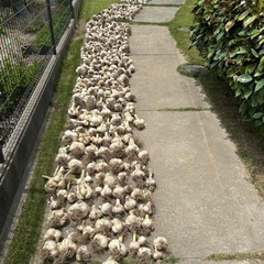 一片ジャンボニンニク　【 700グラム】の画像