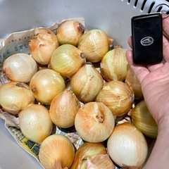 小玉 玉ねぎ 10個 無農薬栽培