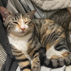 猫を探しています。 - 鳥栖市