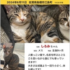 猫を探しています。 − 佐賀県