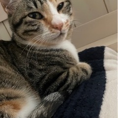 猫を探しています。 - 手伝って/助けて