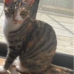 猫を探しています。