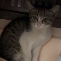 里親募集子猫