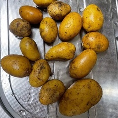 インカの目覚め　ジャガイモ　1キロ200円でいかがでしよう。の画像