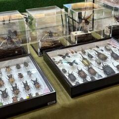 ！入場無料！世界のカブトムシ、クワガタ展示会 - 展示会