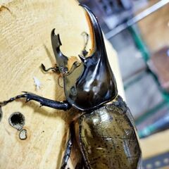 ！入場無料！世界のカブトムシ、クワガタ展示会 - イベント