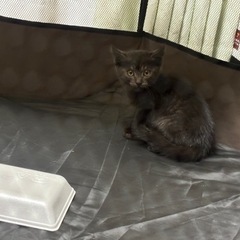 黒猫 男の子募集停止中