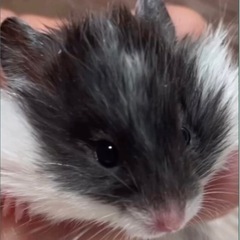 【🐹カラーハムスター 🐹】 - ペット