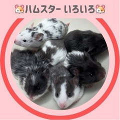 【🐹カラーハムスター 🐹】の画像