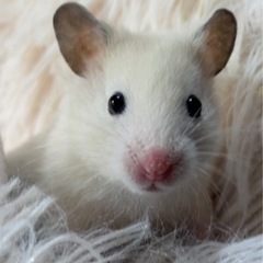 【🐹カラーハムスター 🐹】 − 福岡県