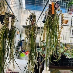 【受渡決定】観葉植物　ラン　着生蘭　 