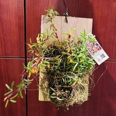 観葉植物　着生蘭　らん