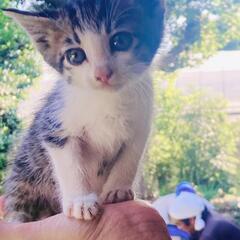 ◆打合せ中◆とても美人なサバ白の子猫  大阪引渡し可