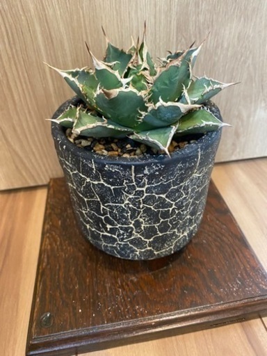 チタノタ　海王　鉢付