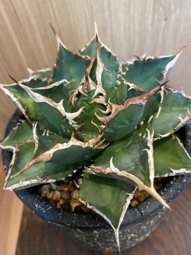 チタノタ　海王　鉢付