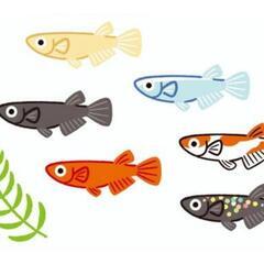 めだか無人販売所🐟　本日OPEN
