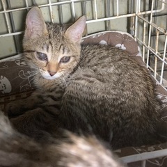 ⚽️🐈‍⬛キジの仔猫さん🐈‍⬛⚽️