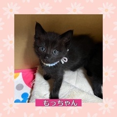 里親さま決定🩷甘えん坊　モッチャン