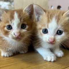 生後1〜2ヶ月子猫里親募集