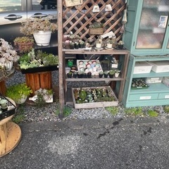 多肉植物 販売中！！