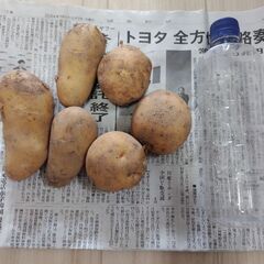 じゃがいも