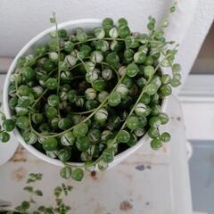 多肉植物🌿エンジェルティアーズの画像