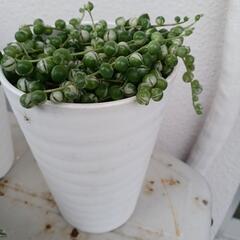 多肉植物🌿エンジェルティアーズの画像
